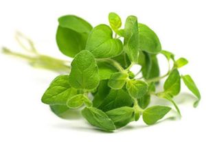 doterra basil